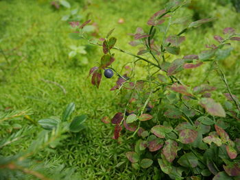 Close-up of berries on tree