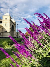 Purple flowering plants by building against sky