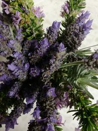 Close-up of purple flowering plants