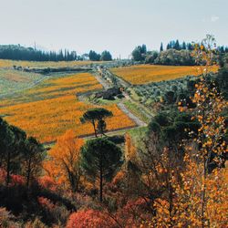 Scenic view of field against sky during autumn