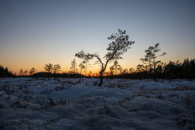 Pine trees on a bog in winter time at sunset