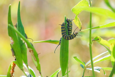 Close-up of butterfly on plant