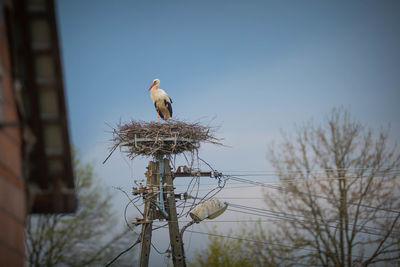 Bird perching on a tree