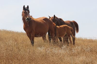 Horse grazing on field