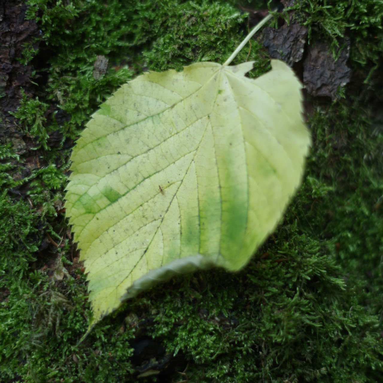 CLOSE-UP OF GREEN LEAVES ON MOSS