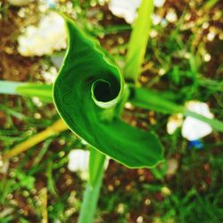 High angle view of plant growing on field