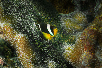 Seychelles anemonefish snuggles in its protective anemone