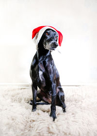 Black dog looking away while sitting on floor