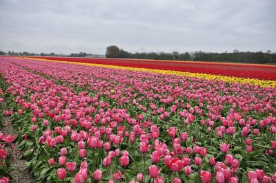 Scenic view of pink tulips blooming on field against sky