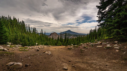 Plants growing on land against sky