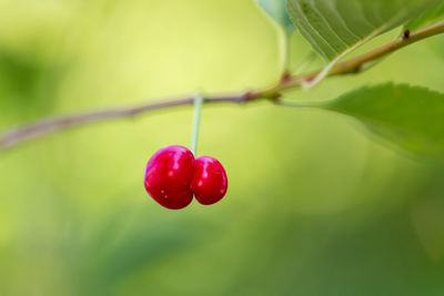 Close-up of red berries on plant