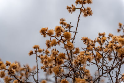 Low angle view of flowering plant against sky