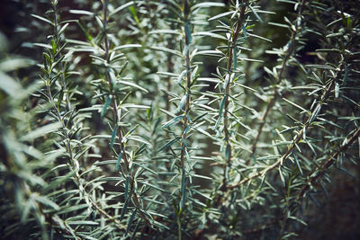 Close-up of plants