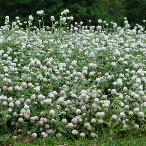 Close-up of white flowering plants on field