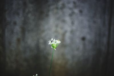 Close-up of white flower plant