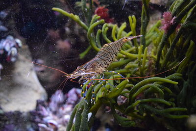 Close-up of shrimp swimming in the aquarium
