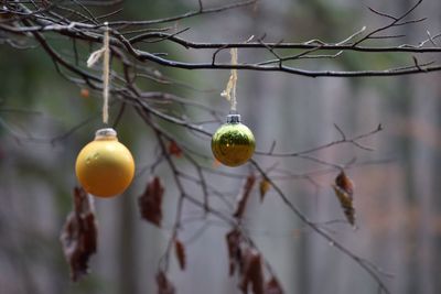Close-up of fruits hanging on tree