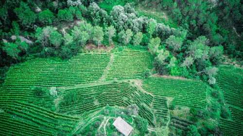 High angle view of agricultural field