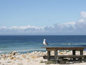 Seagulls on sea shore against sky