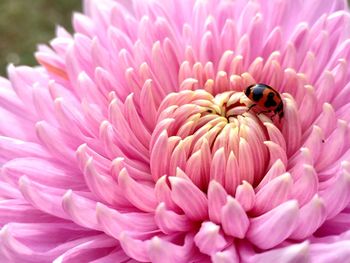 Close-up of bee on pink dahlia