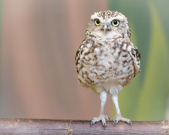 Portrait of owl perching on wood