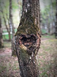 Close-up of tree trunk