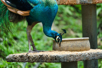 Close-up of peacock perching on food