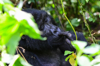 Chimpanzee eating amidst plants
