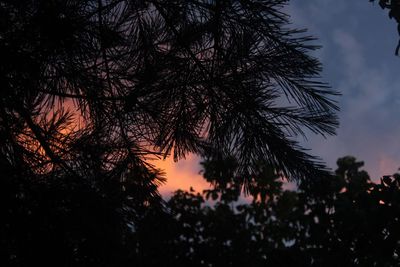 Low angle view of trees against sky