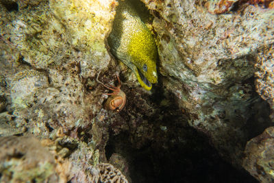 Close-up of lizard on rock