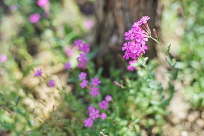 Close-up of pink flowering plant