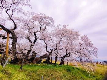 Cherry blossom tree on field against sky