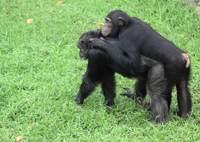 Monkeys on a field