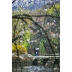 Reflection of trees in lake