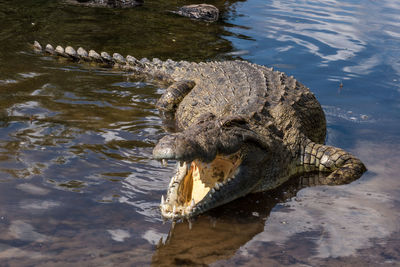 High angle view of crocodile in river