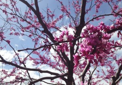 Low angle view of cherry blossoms