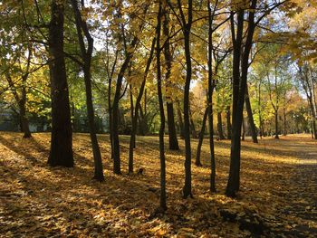 Trees on field in forest during autumn