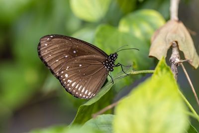 Close-up of butterfly on leaf