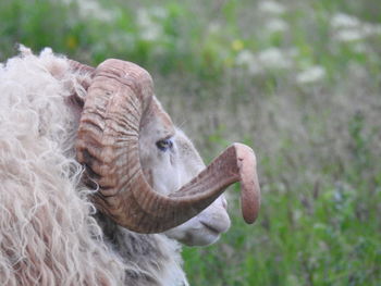 Close-up of sheep on field