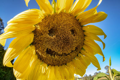 Close-up of sunflower