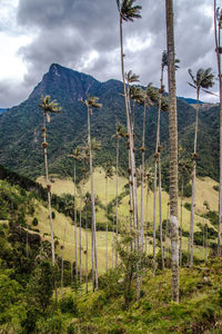 Plants growing on land against sky