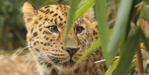 Close-up of leopard at colchester zoo