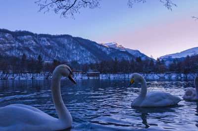 Swans in lake