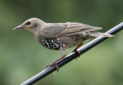 Female starling poses on sloping perch.