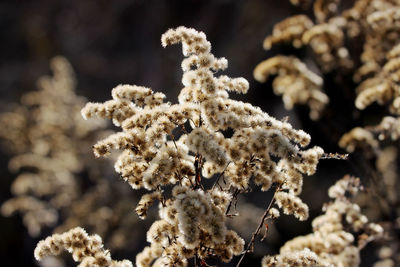 Close-up of white flowers