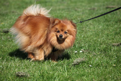 Portrait of dog on grass