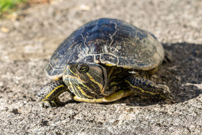 Close-up of turtle on field