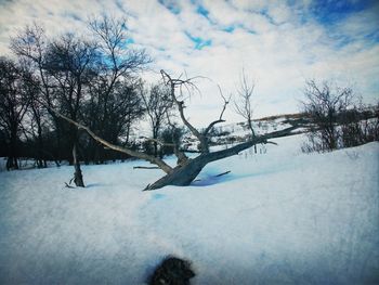 Bare trees on snow covered landscape