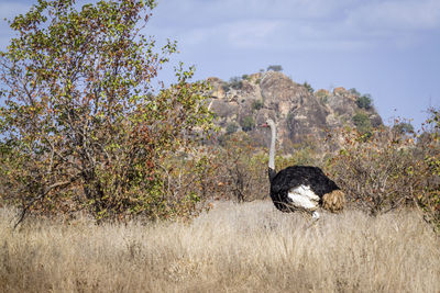 View of a horse on field