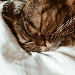 Close-up of cat sleeping on bed